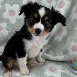 Manta - Black tri Toy Australian Shepherd puppy in San Tan Valley, Arizona from Arcola Ranch Toy Aussies