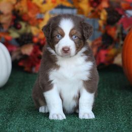 Cider - Red tri-color male Australian Shepherd puppy in Circleville, Utah from Canyon Creek Aussies