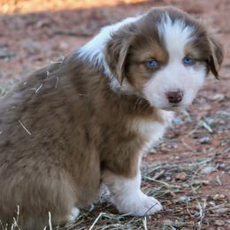 Billy - Red tri-color male Australian Shepherd puppy in Tuscola, Texas from Rockin D Ranch
