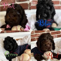 Bernedoodle, Cockapoo, and Goldendoodle Puppies from Avery Doodle Day LLC