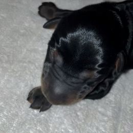 Jesse James - Doberman Pinscher puppy in Columbus, Ohio from Von Schaaf Haus DuPree