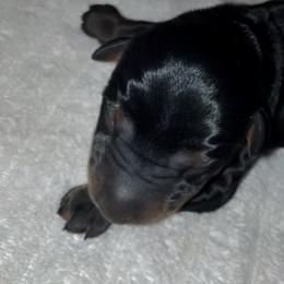 Jesse James - Doberman Pinscher puppy in Columbus, Ohio from Von Schaaf Haus DuPree