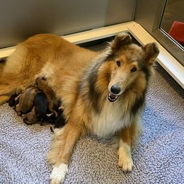 Curry - Collie