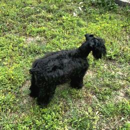 Betty - Miniature Schnauzer