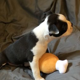 Boston Terrier Puppies from Bonze Boston Terriers