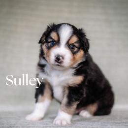 SULLY - Black tri male Miniature American Shepherd puppy in Puyallup, Washington from FERGI’S GEMINI MAS
