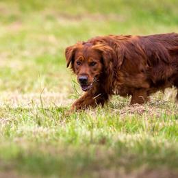 Clyde - Golden Retriever