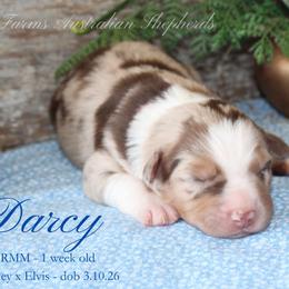 Darcy (RMM 2) - Red merle male Miniature Australian Shepherd puppy in Grandfield, Oklahoma from Hunt Farms Australian Shepherds