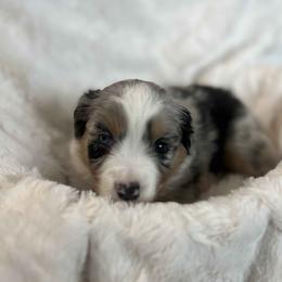 Mocha - Blue merle female Miniature American Shepherd puppy in Murray, Utah from Regal Miniature American Shepherds | Regal Miniature Australian Shepherds
