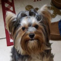 Charlotte - Yorkshire Terrier