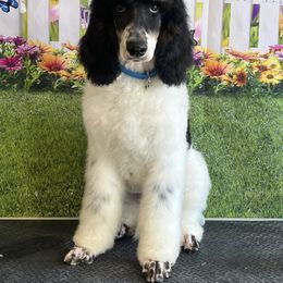 Neo - Parti Poodle puppy in Sheboygan, Wisconsin from Juicy Standards