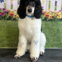 Neo - Parti Poodle puppy in Sheboygan, Wisconsin from Juicy Standards