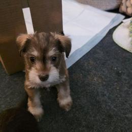 Luna Jean - Liver female Miniature Schnauzer puppy in Fredericksburg, Virginia from Liver Legends