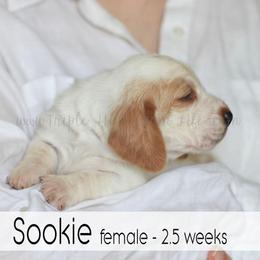 Sookie - Red and white female Basset Hound puppy in Jefferson City, Missouri from Triple Hill Farm