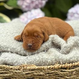 Gwen - Yellow female Labrador Retriever puppy in Puyallup, Washington from 12 Door Farm Labradors