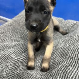 Girl 2 - Yellow Dutch Shepherd puppy in Sierra Vista, Arizona from KnightWatch K-9