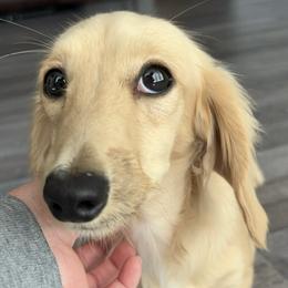 Honey - Dachshund
