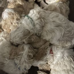 Cockapoos from Good Grief Doodles