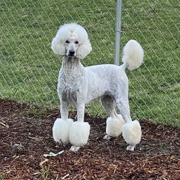 Asia - Poodle