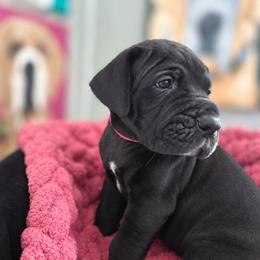 Jill - Black female Great Dane puppy in Granby, Missouri from HCR Great Danes