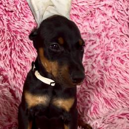 Girl 3 - Black and rust female Doberman Pinscher puppy in Centralia, Missouri from TopSpots Farm