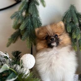 Girl 1 - Orange sable Pomeranian puppy in Abilene, Texas from Blessedpoms