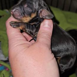 Boy1 - Black and tan male Dachshund puppy in Lansing, Michigan from Black Thunder 517 Dachshunds and frenchies