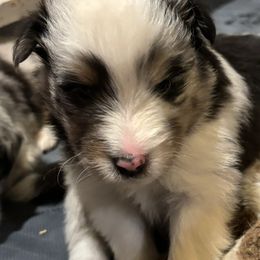 Shetland Sheepdog Puppies from Triumph Shelties