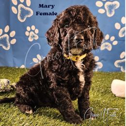Mary - Black female Labradoodle puppy in Peyton, Colorado from Grace N Faith Doodles