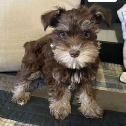 Miniature Schnauzers from Royal Pups Dynasty