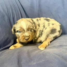 Rainier - Blue merle male Toy Australian Shepherd puppy in Medical Lake, Washington from MAS Gone Rogue