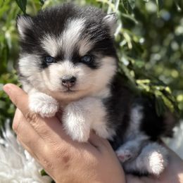 Colt - Black and white male Pomsky puppy in San Bernardino County And Serving Los Angeles County, California from Legendary Pomskies