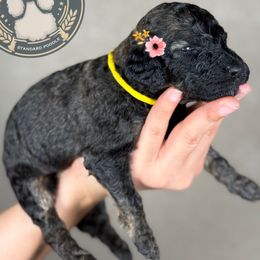 Zoey - Sable female Poodle puppy in Spring Hills, Florida from The Olympus Standard Poodle