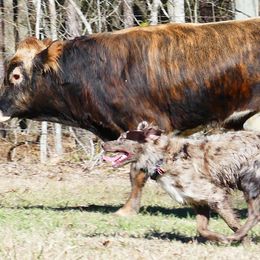 Australian Shepherds from Rafter KLF Australian Shepherds