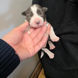 Nora - White and blue female Border Collie puppy in Ripley, Oklahoma from Adventure5 Border Collies