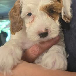 Cloud - Red and white male Cockapoo puppy in Conklin, Michigan from Lake Michigan Couture Cavapoos & Cockapoos