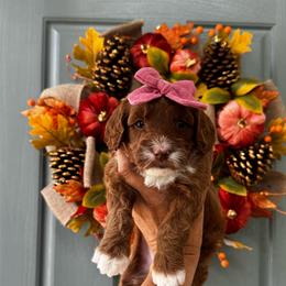 Girl 2 - Red  female Goldendoodle puppy in Elk Grove, California from Doodles by Faith