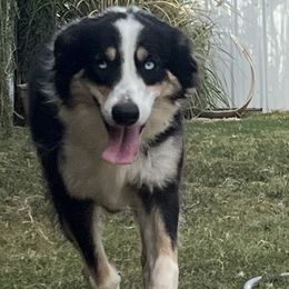 Charlee - Australian Shepherd