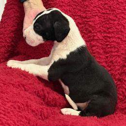 Mantle boy 1 - Mantle male Great Dane puppy in Westville, Florida from Boulder View Danes