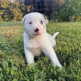 Hazel - Blue merle female Border Collie puppy in Chattanooga, Tennessee from Ross Vegas Kennels