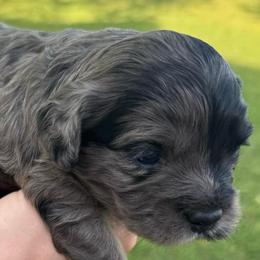 Josie (Girl 3) - Merle female Cavapoo puppy in Locust Grove, Georgia from Southern Charm Cavapoos