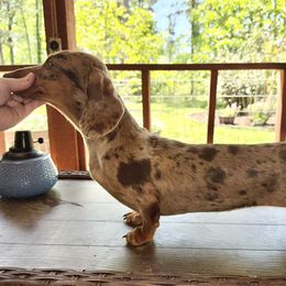 POPPY - Dachshund