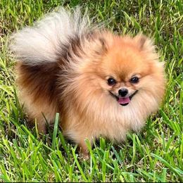 Odie - Pomeranian