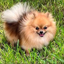 Odie - Pomeranian
