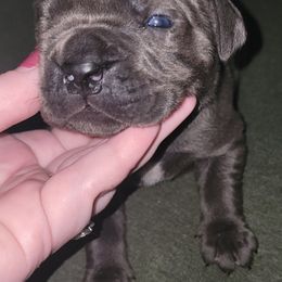 Cane Corso Puppies from Hardradas Dynasty Cane Corso