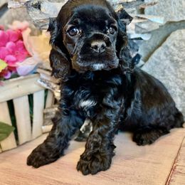 Cocker Spaniel Puppies from Priceless Pups