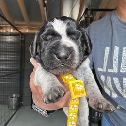 Yellow - Black and white female German Shorthaired Pointer puppy in Newton Grove, North Carolina from Wayalife Labradors & Gsp’s