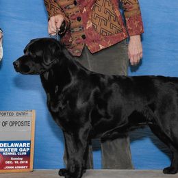 Elsa - Labrador Retriever