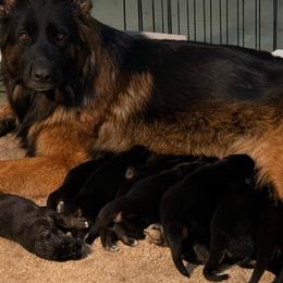 Female 2 - Black and red female German Shepherd puppy in Winchester, Kentucky from Drache Feld