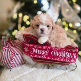 Tinsel - Gold and white female Shihpoo puppy in Rural Retreat, Virginia from Kopydlowski's Shihpoo and Shichon pups